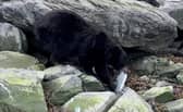 The  bear calmly stole a fresh-caught salmon, as the fisherman who caught it could only watch on in disbelief. (Photo: Collab/SWNS)