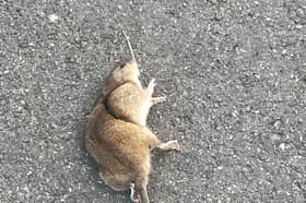 Rats in Wark Crescent 