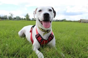 Relaxed Cali - At Dogs Trust Darlington