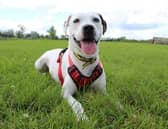 Relaxed Cali - At Dogs Trust Darlington