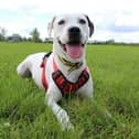 Relaxed Cali - At Dogs Trust Darlington