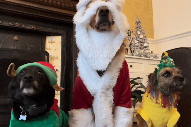 Freddie (middle) took on the role of Santa Paws. Photo: Pets2impress.