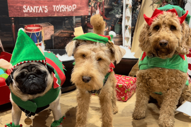 Pets2impress has revealed its annual Christmas production, 'A Winter's Tail'. Photo: Pets2impress.
