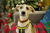 Little Pecan is only 3 months old and has already had quite a bit of an unsettled start, but our team are doing well teaching him the basic skills he'll need to settle in a new home. He'll be fine to live with older kids who are confident around bouncy dogs. Although he cannot share with cats or small furry pets, he's great with other dogs so having a good doggy role model would be fine for him.