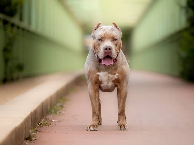 XL Bullies will be banned from Februrary 2024.