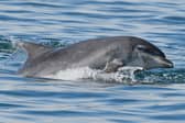 Pronk the dolphin