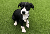 Psalm and his siblings (2 female and 4 male) are gorgeous 9 week old lurcher puppies who are now on the search for their forever homes. These puppies are playful bundles of fun, who will need adopters who are at home most of the day to help settle them into their new homes. Adopters should be prepared that like any puppy, Psalm and his siblings will need lots of training, including housetraining, and should be willing to attend our fabulous Dog School classes to give them the best start possible. Psalm and his siblings could share their home with another sociable dog, provided that the existing dog is tolerant of bouncy, energetic puppies. These puppies could also live with children over the age of 5 years who have a sensible approach to dogs. Adopters should also have a secure garden space which is suitably enclosed to aid housetraining and provide room for exercise. 