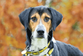 Forest is a really smart lad and being very foody means he will be a training dream! He has a real zest for life, and you can’t help but smile when you’re with him. He isn’t used to being on his own so he’ll need someone around all the time initially to slowly introduce him to the idea of short periods alone. If you are looking for an active, smart and super fun dog who’s full of potential then you can’t go wrong with Fabulous Forest!