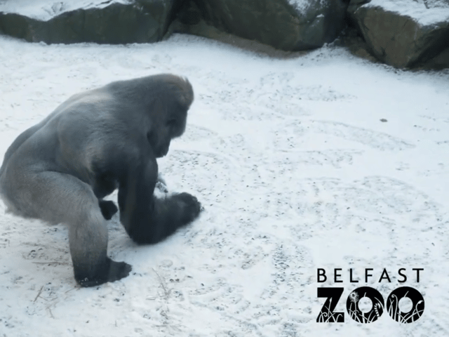 A gorilla at Belfast Zoo was having fun in the snow making snowballs, in footage captured by staff. (Credit: Belfast Zoo)