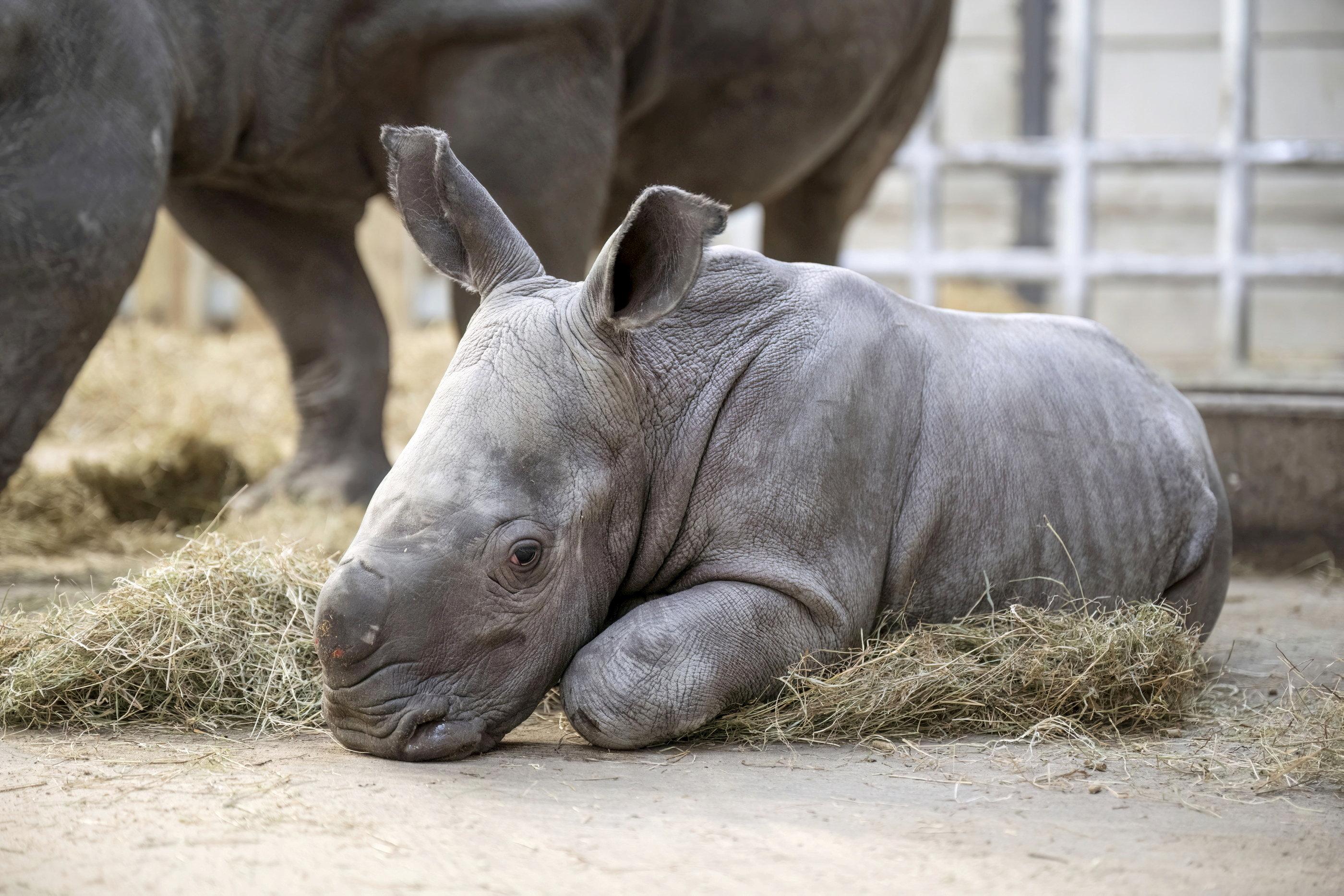 Video: Baby rhino born at West Midlands Safari Park - Vimarsana News