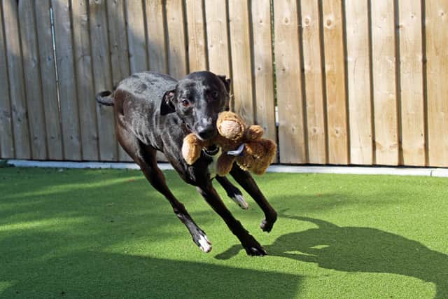 Flash playing with his toys.