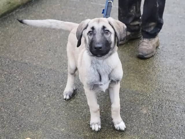 Barry is a gorgeous 3-month-old Anatolian Shepherd. He came to us as a stray, so we have no previous history on him, but in his foster home he is showing that he is a really nice natured, sweet boy. He loves people but can jump up and he will be a very big dog when fully grown, so any children in the home would need to be confident around big and bouncy dogs. Barry enjoys the company of other dogs, although he can be excitable and lacks manners so any other dogs in the home would need to be able to cope with his enthusiastic playstyle. Barry can be left on his own for a couple of hours once he is settled in. As he is a puppy, he is still learning some of his basic skills so a private and enclosed garden would help with this.