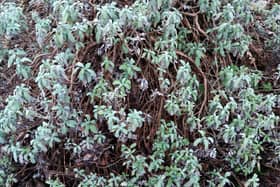 In the Herb Garden at Jarrow Hall there is a Sage bush which was planted by Dame Rosemary Cramp, who was the lead archaeologist on the dig at St Pauls. Just like Rosemary, this Sage bush has an extraordinary life force and has grown farlarger than a Sage plant would normally grow.