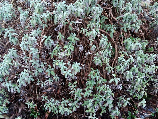 In the Herb Garden at Jarrow Hall there is a Sage bush which was planted by Dame Rosemary Cramp, who was the lead archaeologist on the dig at St Pauls. Just like Rosemary, this Sage bush has an extraordinary life force and has grown farlarger than a Sage plant would normally grow.