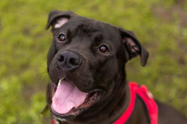 With pet theft reported to be on the increase in the UK, Dogs Trust Darlington, the UK’s leading dog welfare charity, has issued guidance to owners in a bid to prevent much loved dogs from being separated from their families. 