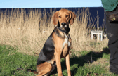 Woody is an active lad looking for owners who can keep up with him. He'll need plenty of mental stimulation as well as physical exercise to keep his body and mind active. Woody is good with other dogs and may share the home with another. There is a sensitive side to this chap so he's not a fan of young kids. He'd be best suited to live with older teens (16yrs+). He can be excitable and needs a helpful reminder to keep four paws on the ground. Woody would like to be his family's main focus and have plenty of time to dedicate to him.
