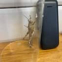 The locust found in Lee Westacott's fridge door.