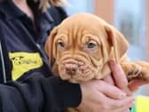 Hash brown is the most adorable bulldog cross puppy looking for his forever home. He will be ready to leave us at the weekend so his new owners must be in a position to move fast. Hash brown could live with another dog that could teach him some manners, he is a little unruly at the moment like most puppies. Hash brown should be fine with children 10 and over who are confident around dogs as he can be mouthy. He will need to attend our dog school classes to ensure he gets the very best start in life.
