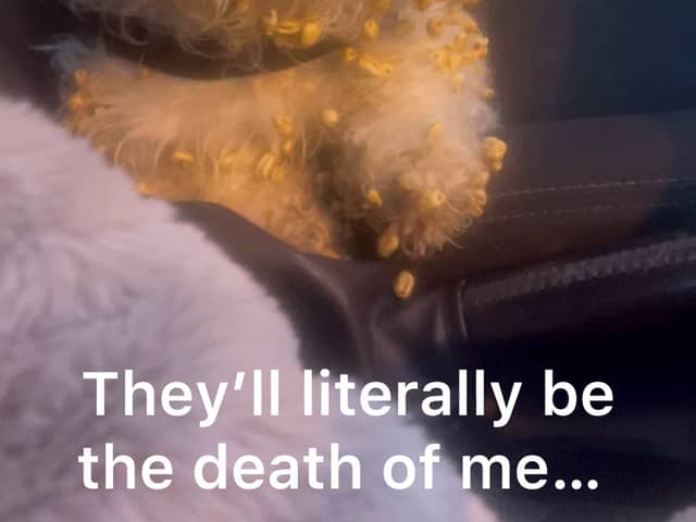 Heather's 2-year-old Zuchon, Crumpet covered in Sugar Puffs. A video shows a woman's hilarious reaction to her dog getting sugar puff cereal stuck in her fur. 