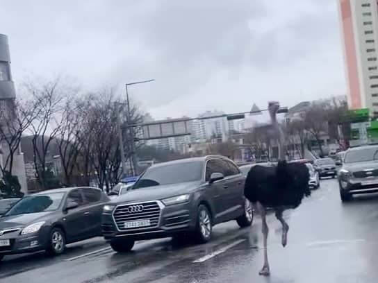 An escaped ostrich holds up traffic in South Korea.