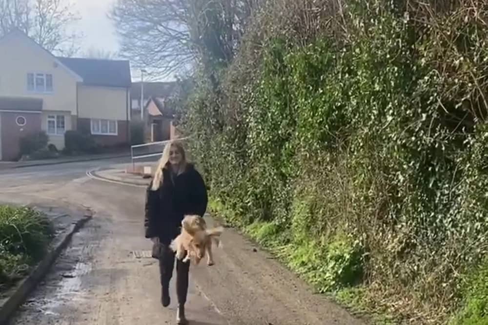 Cocker Spaniel Rupert jumping everytime he's on a walk. 