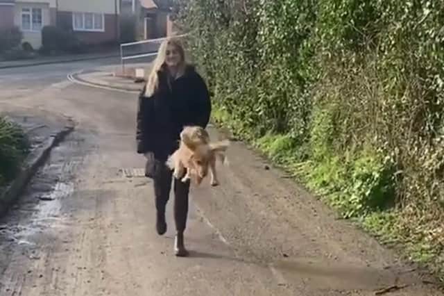 Cocker Spaniel Rupert jumping everytime he's on a walk.