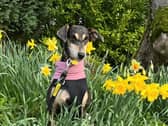 Cinnamon is a 7 year old whippet cross who is a true rescue dog.This gorgeous girl was found in very poor condition but still absolutely adores people and will stop to introduce herself to everyone she meets along the way. Cinnamon loves to get cosy on the sofa and has definitely taken well to home comforts since being in foster. Cinnamon walks lovely on lead, but can be excitable to see other dogs whilst out and will bark when she sees' an unfamiliar dog but walks lovely with dogs she is out with. Cinnamon has doggy pals of different shapes and sizes who she enjoys going out for walks with and enjoys to socialise.