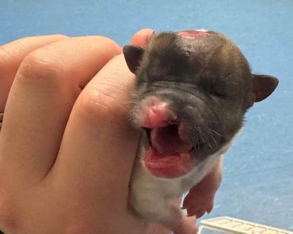 Puzzle the puppy being cared for by RSPCA.