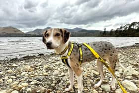 Ollie is a one-year-old Collie cross. We are not sure what Ollie is crossed with, but we do know he is such a stunner. He has been such a good boy in foster, loving his foster siblings and all the cuddles on the couch. He sleeps well overnight and his housetraining has been good.