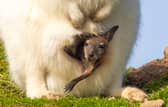 Baby wallaby emerges from mother's pouch.