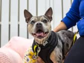As pet owners, we all want to make sure our furry friends are in top condition and check ups or other vet services can be a great way to care for your smallest family members.
