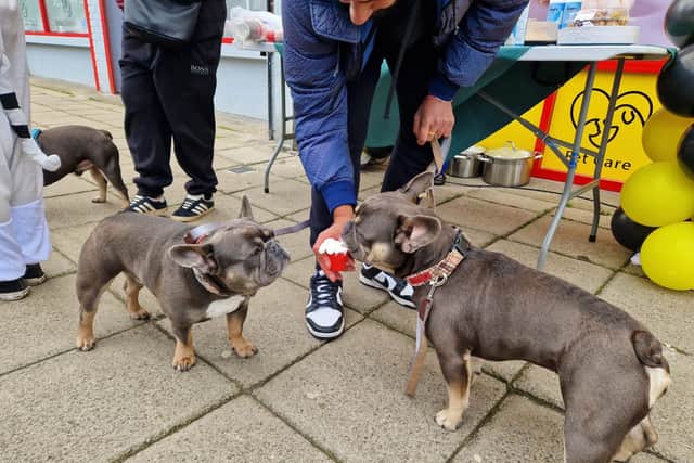 Two dogs enjoying a puppucino
