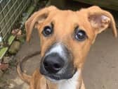 We do believe Riley is going to be a rather large Lurcher, given his paw size! Riley is a playful puppy, who will require lots of stimulation to keep his young mind busy. He would love a secure garden to play and relax in, this would also be beneficial for his continued toilet training. Riley knows some basic commands and has recently started recall training in a secure field. Riley has proved to be a couch potato within the home and will settle down for affection and lounge about on the furniture in weird sighthound positions. Riley could live with confident children, who are used to larger breed dogs. Riley can also live with another playful dog.