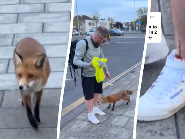 Watch the funny moment a fox bites a man's ankle whilst he is waiting for the bus. 