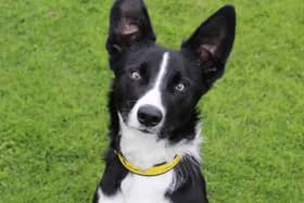 Waldo is a 1yr old Border Collie who was found as a stray. While this means we don't know anything about his history, we have found him to be a fun dog with tons of training potential. He needs adopters who are training focussed and plan to keep him busy, like any young Collie should be! He would be fine with older kids and could potentially share with another good role model dog who could patiently show him the ropes. He'll need a secure garden with no dogs next door so he has somewhere to play off-lead and practice his housetraining. Most importantly, he will need someone around all the time as he struggles being left. It may take some time to slowly build up his confidence around being alone, but our training team will help and advise on the best way to do this.