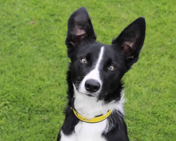 Waldo is a 1yr old Border Collie who was found as a stray. While this means we don't know anything about his history, we have found him to be a fun dog with tons of training potential. He needs adopters who are training focussed and plan to keep him busy, like any young Collie should be! He would be fine with older kids and could potentially share with another good role model dog who could patiently show him the ropes. He'll need a secure garden with no dogs next door so he has somewhere to play off-lead and practice his housetraining. Most importantly, he will need someone around all the time as he struggles being left. It may take some time to slowly build up his confidence around being alone, but our training team will help and advise on the best way to do this.
