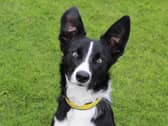 Waldo is a 1yr old Border Collie who was found as a stray. While this means we don't know anything about his history, we have found him to be a fun dog with tons of training potential. He needs adopters who are training focussed and plan to keep him busy, like any young Collie should be! He would be fine with older kids and could potentially share with another good role model dog who could patiently show him the ropes. He'll need a secure garden with no dogs next door so he has somewhere to play off-lead and practice his housetraining. Most importantly, he will need someone around all the time as he struggles being left. It may take some time to slowly build up his confidence around being alone, but our training team will help and advise on the best way to do this.