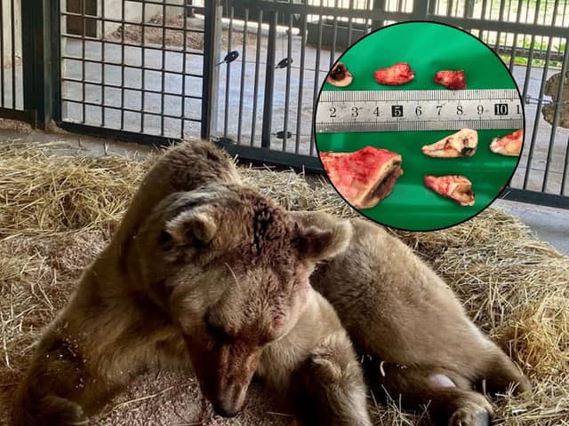 A Brit performed life-saving dental surgery on a BEAR - after it was unable to eat properly due to its broken teeth and decaying gums. 