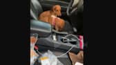 Cheeky dachshund dogs ate unattended turkey - their expression is priceless!