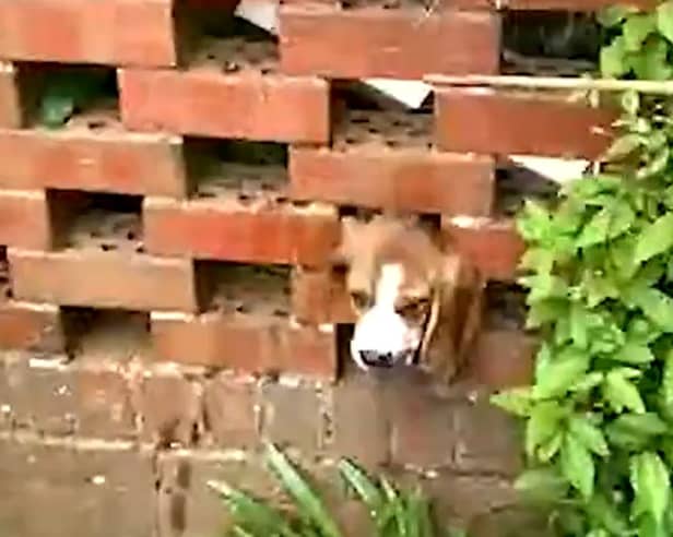 West Midlands firefighters came to the rescue of Jeremy the stuck pup