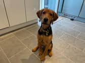 Bailey is a four month old hound cross. He is a wonderful young pup who hasn't seen much of the world and can be nervous and shy with new people and new situations. Once he knows you, Bailey is a friend for life! He can live with children 8 years and above, and would love access to his own garden where he can run around and play. Bailey would love someone who is around most of the day to help him settle in, and patient and understanding owners who are willing to help him build up his confidence.