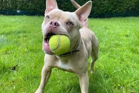 Bella enjoys being out and about for walks but she really enjoys using her snoot out on walks, to find all the best sniffs. She is a sweet girl and should make an amazing addition to most families. Bella does have mild hip dysplasia and luxating patella which can be very common from the breed, though she is not in any need of medications at the present, but she may in the future. If you have a space in your heart and your home for this lovely lady add her to your favourites list today.