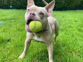Bella enjoys being out and about for walks but she really enjoys using her snoot out on walks, to find all the best sniffs. She is a sweet girl and should make an amazing addition to most families. Bella does have mild hip dysplasia and luxating patella which can be very common from the breed, though she is not in any need of medications at the present, but she may in the future. If you have a space in your heart and your home for this lovely lady add her to your favourites list today.