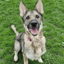 Luna is a gorgeous girl who has been calm and sweet throughout her stay with us.

Luna came into our care with quite substantial skin issues but we are thrilled to say we are now getting on top of them. Luna does need regular baths with a medicated shampoo…which isn’t always the easiest as she does like to jump out of the bath! A shower is often the better option!

Luna has shown varying reactions to dogs in our care, but she does show us she simply does not seek the company of other dogs so we feel she will be best suited as the only animal in the home.

Luna has been great when out and about on off-lead walks with us, often choosing to stay by your side regularly checking in with her handler.

Luna is simply a sweetheart who will make a fabulous new family member and bring her delightful personality to the home lucky enough to share their life with her.