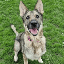 Luna is a gorgeous girl who has been calm and sweet throughout her stay with us.

Luna came into our care with quite substantial skin issues but we are thrilled to say we are now getting on top of them. Luna does need regular baths with a medicated shampoo…which isn’t always the easiest as she does like to jump out of the bath! A shower is often the better option!

Luna has shown varying reactions to dogs in our care, but she does show us she simply does not seek the company of other dogs so we feel she will be best suited as the only animal in the home.

Luna has been great when out and about on off-lead walks with us, often choosing to stay by your side regularly checking in with her handler.

Luna is simply a sweetheart who will make a fabulous new family member and bring her delightful personality to the home lucky enough to share their life with her.