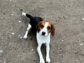 Minnie and Wilma are both two gorgeous Beagle girls looking for homes separately. Minnie is a two-year-old Beagle cross looking for a new home. She is a very sweet girl but can be a little nervous at first, but soon warms up and adores everybody she meets. She walks well on the lead and enjoys the company of other dogs. Wilma is also a two-year-old Beagle, who is a friendly girl, who enjoys her doggy friends and walks well on the lead.