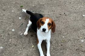 Minnie and Wilma are both two gorgeous Beagle girls looking for homes separately. Minnie is a two-year-old Beagle cross looking for a new home. She is a very sweet girl but can be a little nervous at first, but soon warms up and adores everybody she meets. She walks well on the lead and enjoys the company of other dogs. Wilma is also a two-year-old Beagle, who is a friendly girl, who enjoys her doggy friends and walks well on the lead.