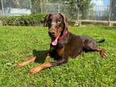 Say Hello to Big Bruce! This bouncy boy loves an adventure. He would require an active home used to large dogs and committed to his training and socialisation. Bruce has doggy friends and loves to run around off lead with them, he can bark at other dogs at first, but he is fine after he gets to know them, so keeping up his socialisation will be key. Bruce would like a secure garden of his own, but this is not essential and someone to be at home most of the day until he has settled in. Once settled in his new home, time alone should be built up slowly, at a pace that Bruce is comfortable with. Bruce would like to be the only animal in the home but could live with secondary school children who are experienced with bigger dogs.