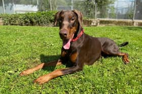 Say Hello to Big Bruce! This bouncy boy loves an adventure. He would require an active home used to large dogs and committed to his training and socialisation. Bruce has doggy friends and loves to run around off lead with them, he can bark at other dogs at first, but he is fine after he gets to know them, so keeping up his socialisation will be key. Bruce would like a secure garden of his own, but this is not essential and someone to be at home most of the day until he has settled in. Once settled in his new home, time alone should be built up slowly, at a pace that Bruce is comfortable with. Bruce would like to be the only animal in the home but could live with secondary school children who are experienced with bigger dogs.