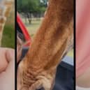 Giraffe hauls toddler, 2, from back of family’s pick up truck.